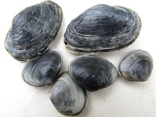 Clams