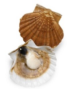 coquille Saint-Jacques