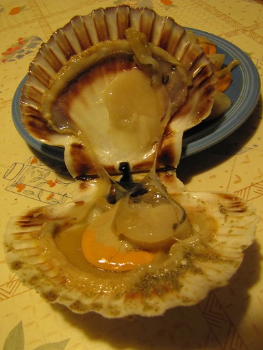 coquille Saint-Jacques