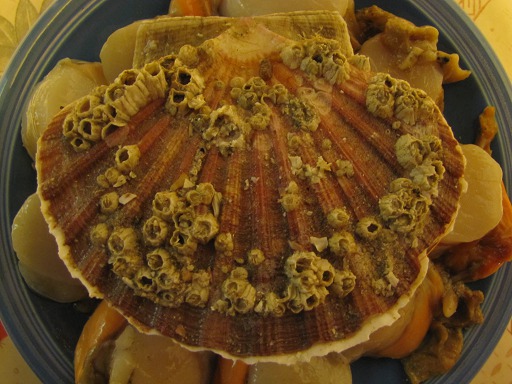 coquille Saint-Jacques couverte de Balanes