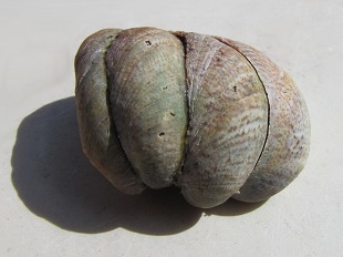 Crépidule