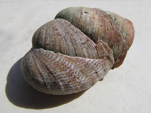 Crepidule