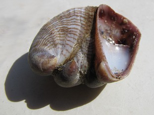 Crépidule