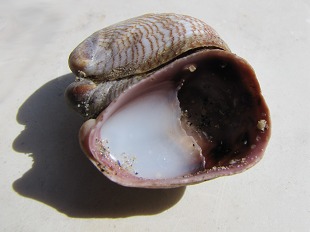 crépidule