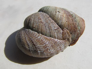 crepidule