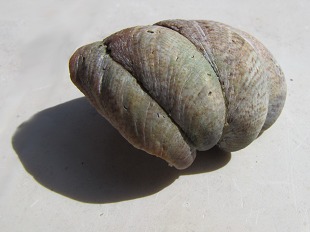 Crépidule
