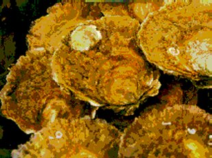 Huître Plate