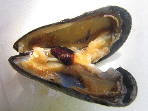 Moule