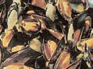 Moules