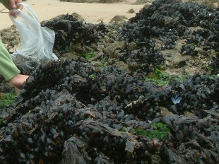 à la pêche aux moules