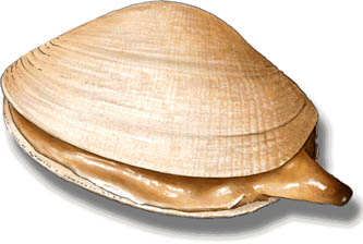 palourde ou clovisse