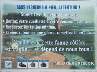Pêche aux coquillages