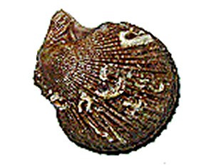 Pétoncle