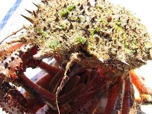 Tête de l'Araignée