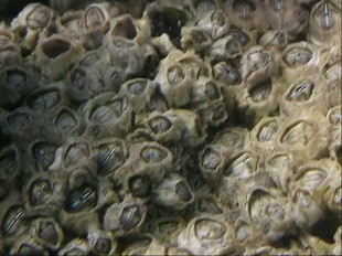 Balane - Balanus (Balanidae)