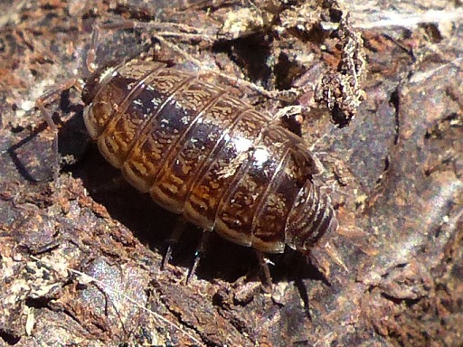 Armadillidium vulgare