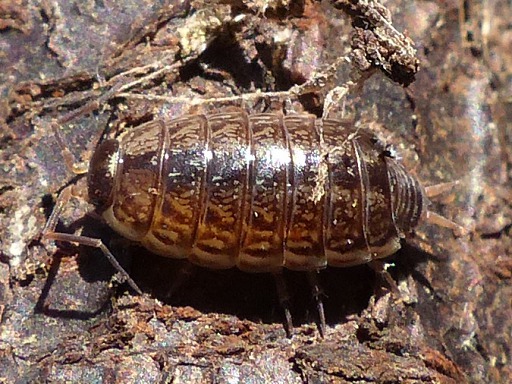 Oniscidea