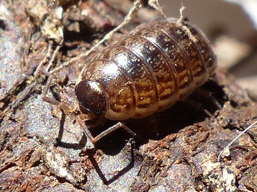 Armadillidium vulgare