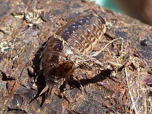 Oniscidea