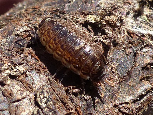 Armadillidium vulgare