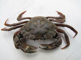 Carcinus maenas