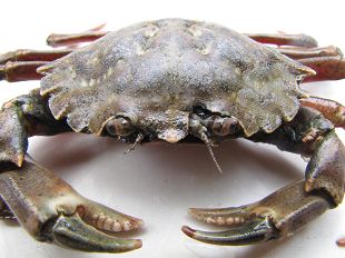 Crabe enragé