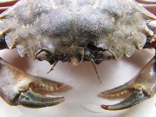 Crabe vert