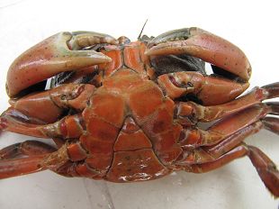 Crabe enragé cuit