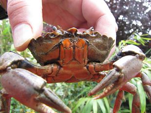 Crabe vert cuit