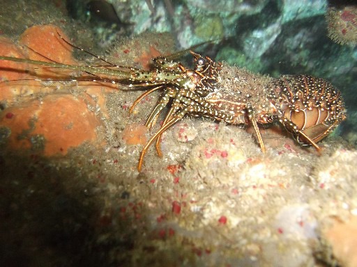 Langouste