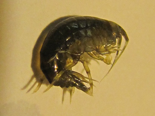 Puce de mer