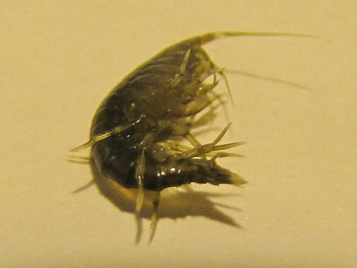 Puce de mer (Talitrus Saltator)