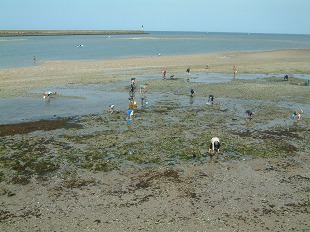 Pêche à pied à Pen Bron