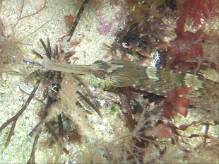 alligator pipefish, hippocampe, syngnathidae