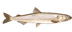 Eperlan