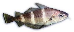 Tacaud