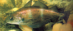 tacaud