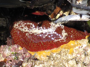Actinia fragacea