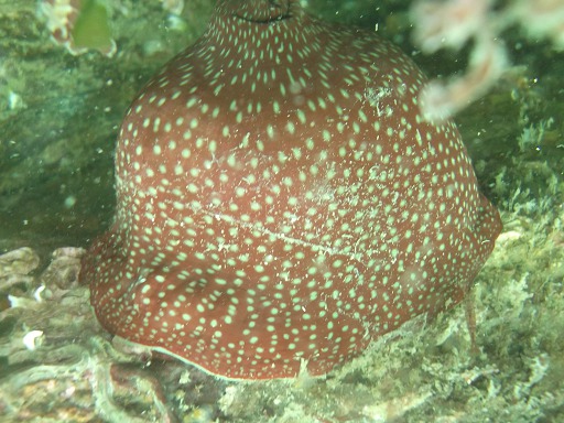 Anémone fraise