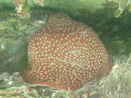 Actinia fragacea