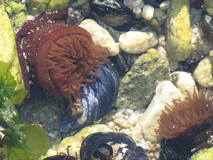 Anémones de mer