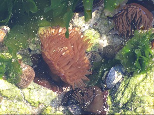 Actinia equina
