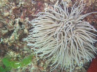 Anmone de mer verte