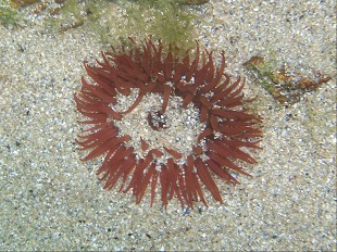 Actinie rouge