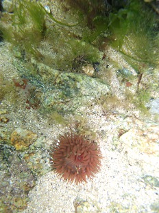anémone de mer