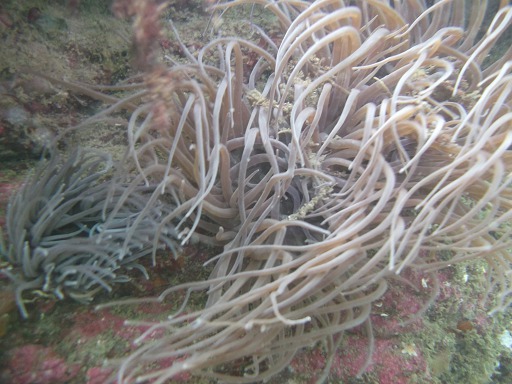 Anemonia viridis