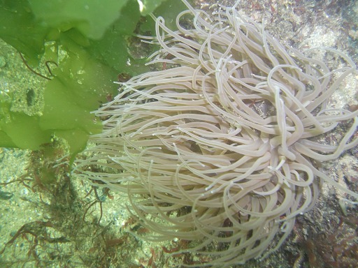 Anmone de mer verte
