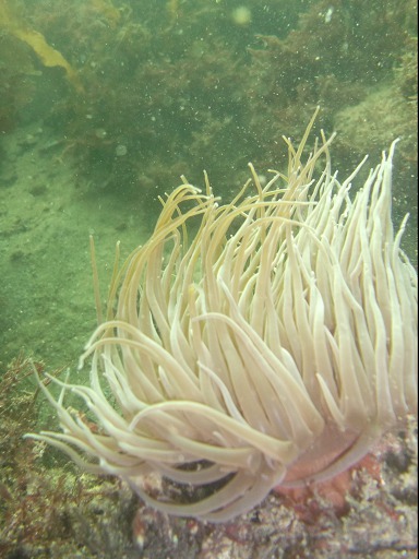Anemonia viridis