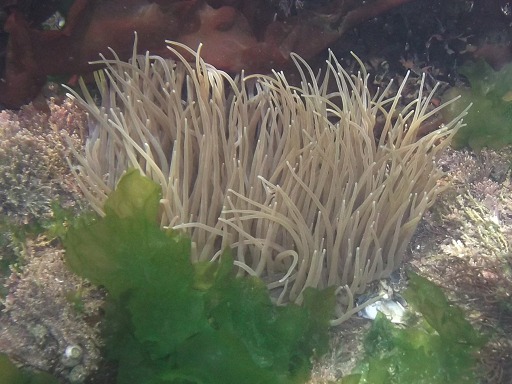 Anemonia viridis