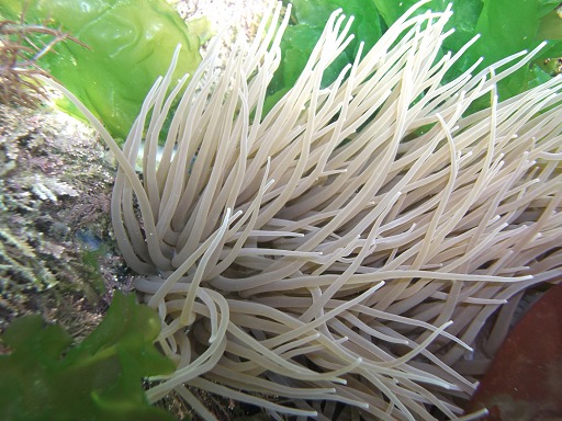 Anmone de mer verte